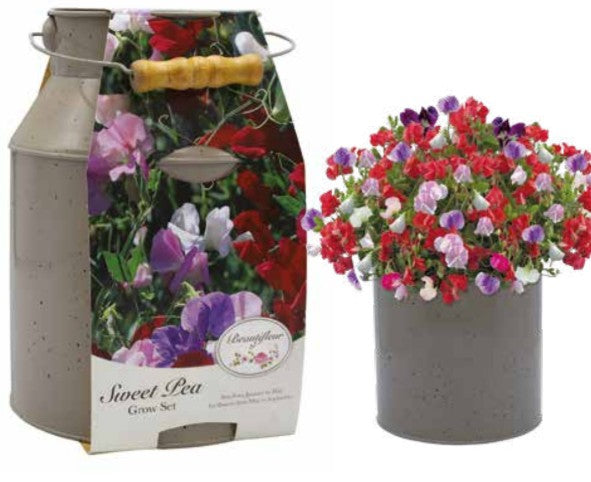 Bees Sweet Pea Seeds Little Sweet Heart -  Milk Churn Growing Kit