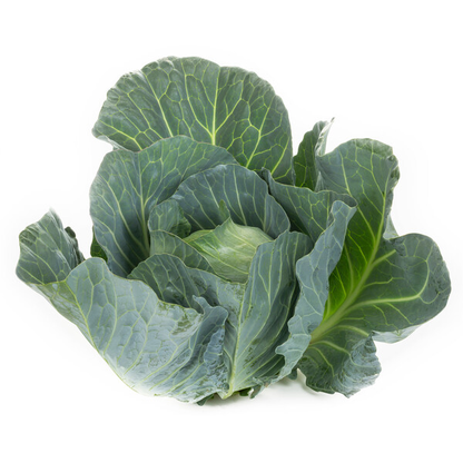 Cabbage Swingma RZ F1 (30-WC748) Untreated Seeds