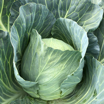 Cabbage Swingma RZ F1 (30-WC748) Untreated Seeds