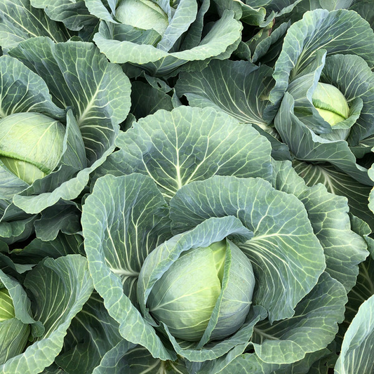 Cabbage Swingma RZ F1 (30-WC748) Untreated Seeds