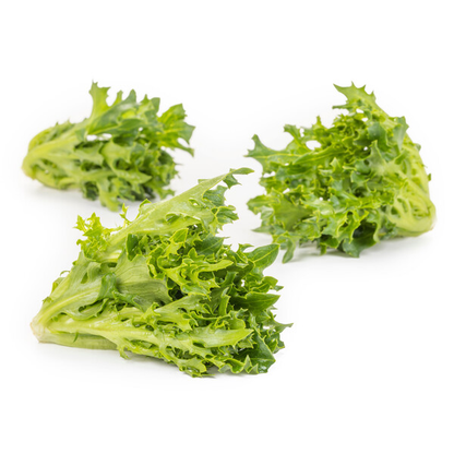 Lettuce Dark Green Incised Tambay RZ (84-31) Seeds