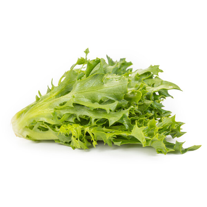 Lettuce Dark Green Incised Tambay RZ (84-31) Seeds