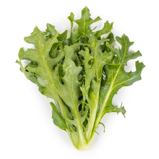 Lettuce Dark Green Incised Tambay RZ (84-31) Seeds