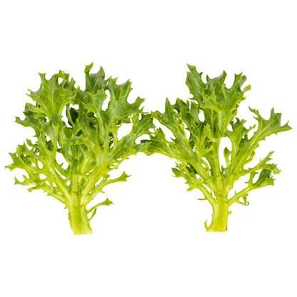 Lettuce Dark Green Incised Tambay RZ (84-31) Seeds
