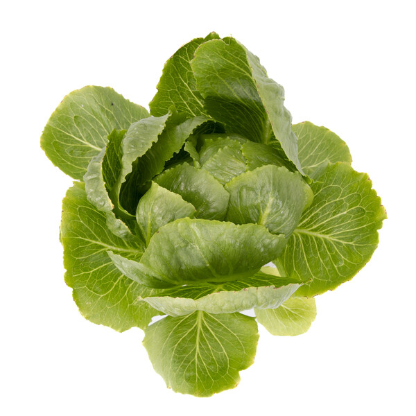 Lettuce Cos Tendita RZ (41-655) Seeds