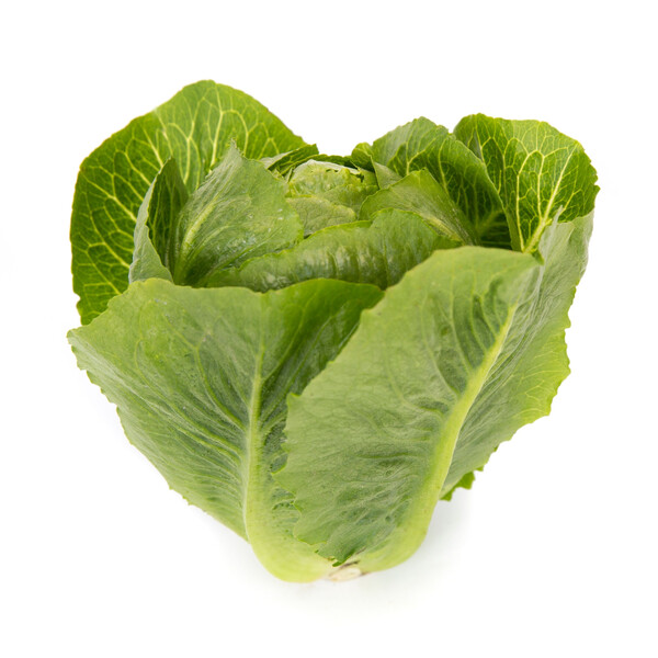 Lettuce Cos Tendita RZ (41-655) Seeds