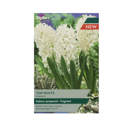 Taylors - Hyacinth - Top White - 3 Prepared Bulbs