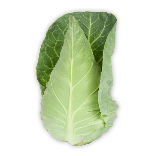 Cabbage Tourima RZ F1 (30-252) Untreated Seeds