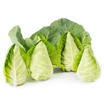 Cabbage Tourima RZ F1 (30-252) Untreated Seeds