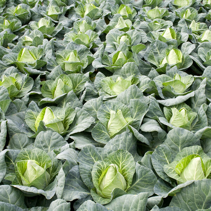 Cabbage Tourima RZ F1 (30-252) Untreated Seeds