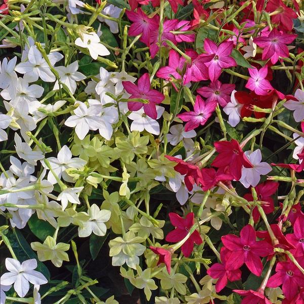 Nicotiana Cuba F1 Hybrid Mixed Seeds