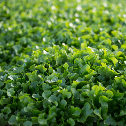 Lettuce Oak Type Baby Leaf Webber RZ  84-82 Seeds