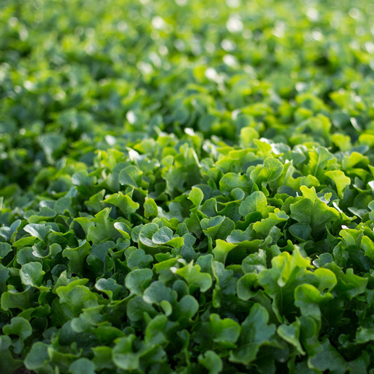 Lettuce Oak Type Baby Leaf Webber RZ  84-82 Seeds