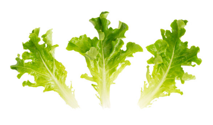 Lettuce Oak Type Baby Leaf Webber RZ 84 82 Seeds JustSeed lettuce-oak-type-baby-leaf-webber-rz-84-82-seeds-justseed