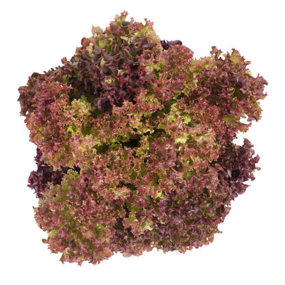 Lettuce Lollo Rosso Corentine RZ (86-79) Seeds