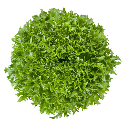 Lettuce Salanova Incised leaf lettuce Excentric RZ (10- 864)