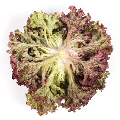 Lettuce Lollo Rosso Corentine RZ (86-79) Seeds