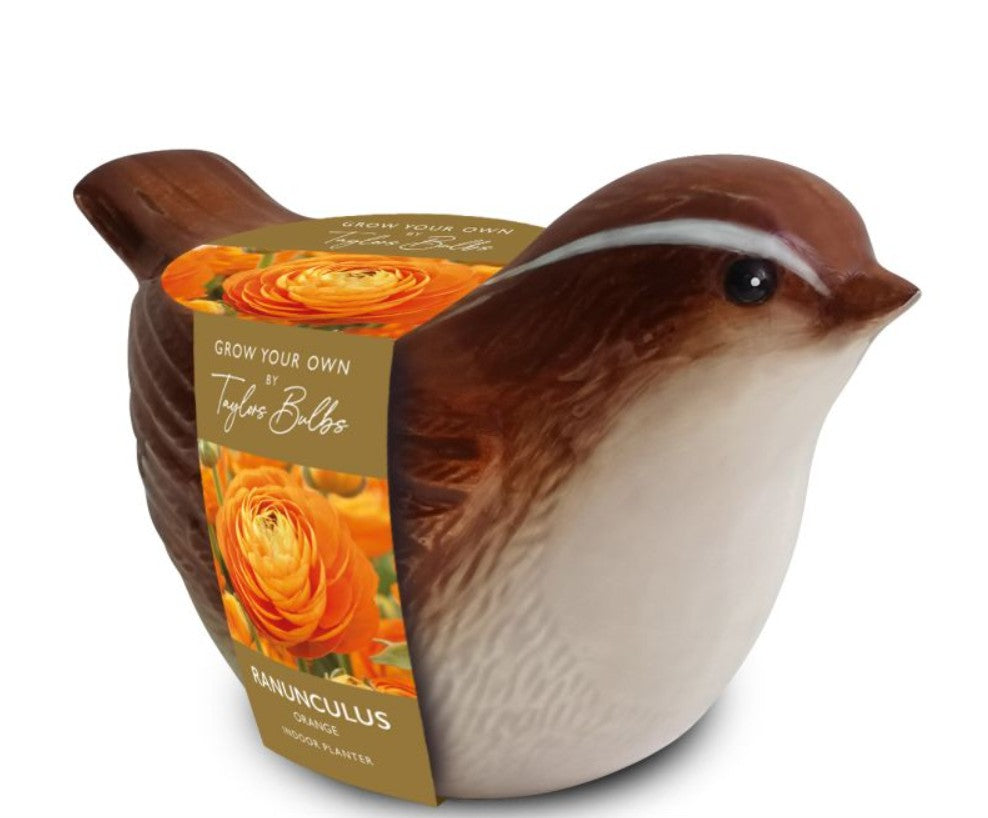 Taylors Novelty Wren Bird Planter – Ranunculus Grow Kit