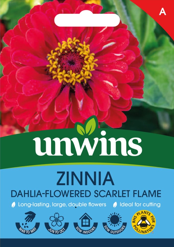 Unwins Zinnia Dahlia-Flowered Scarlet Flame 75 Seeds – Large Double Blooms