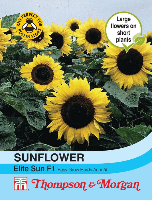 Thompson & Morgan Sunflower Elite Sun F1 25 Seed