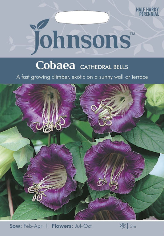 Johnsons Cobaea Cathedral Bells 20 Seeds