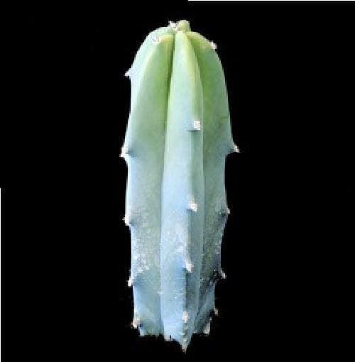Cactus Myrtillocactus Geometrizans Seeds