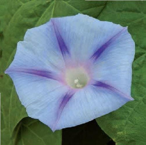 Morning Glory Ipomoea Electric Blue Seeds
