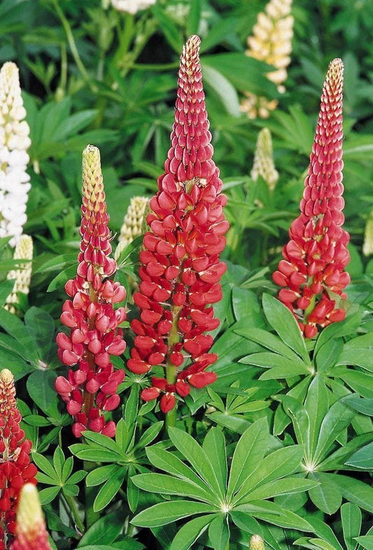 Lupin Russell My Castle Seeds