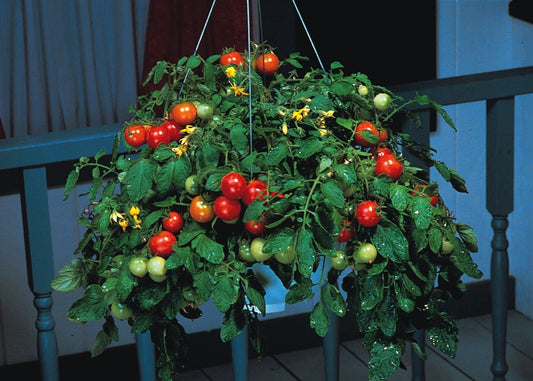 Tomato Tumbler F1 Hybrid Seeds