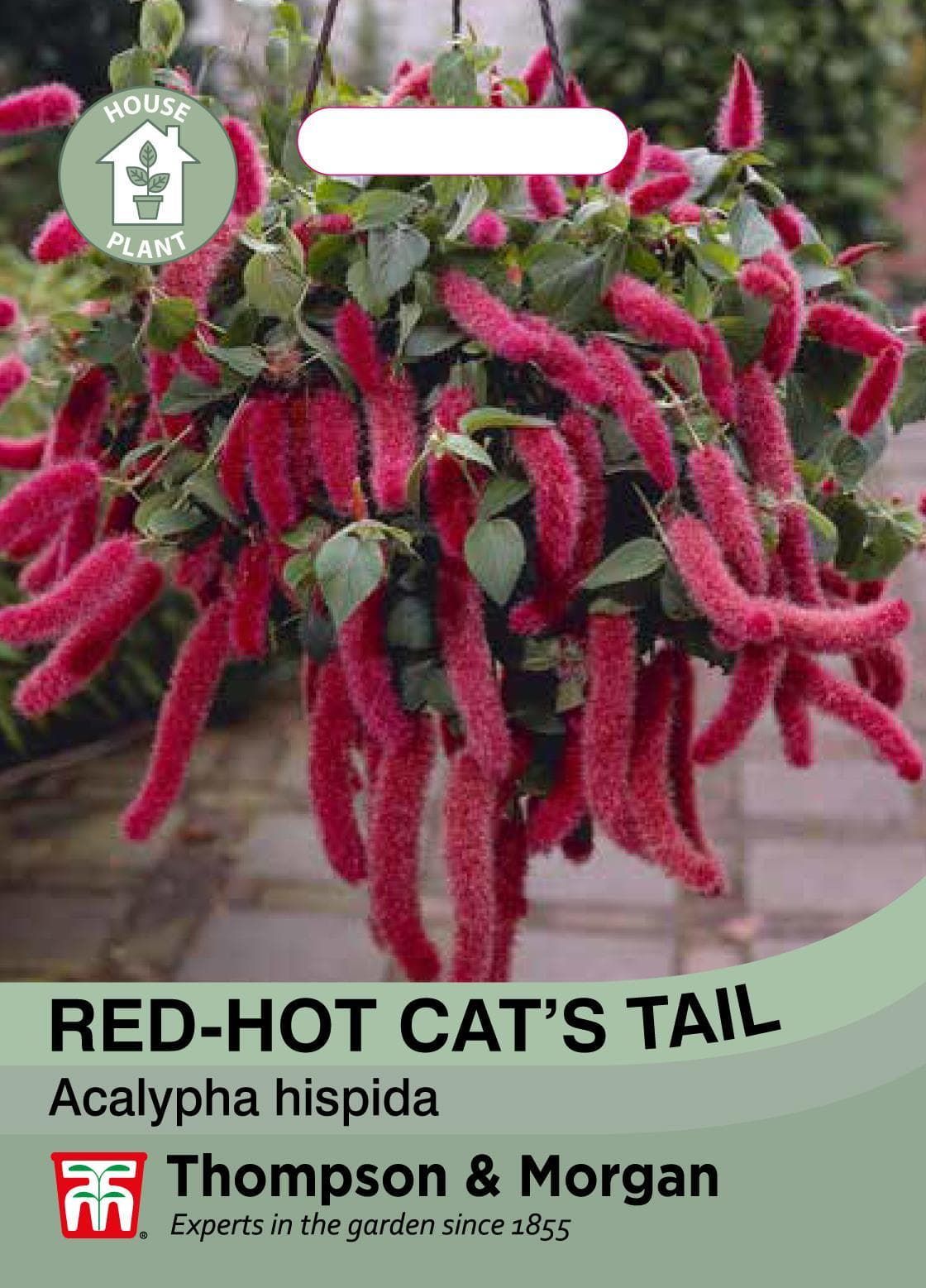 Thompson & Morgan House Plant - Red-Hot Cat's Tail  - 5 Seeds
