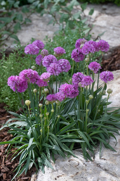 Armeria Ballerina Lilac Seeds