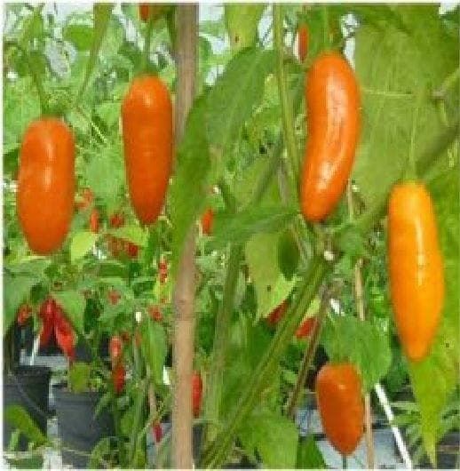 Pepper (Chilli) Little Finger Orange Seeds