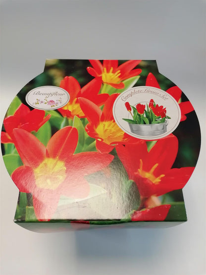 Beautifleur - Tulip Scarlet Baby Metal Planter