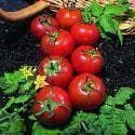 Tomato Harbinger Seeds