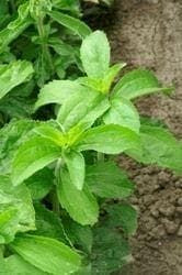 Herb Stevia Seeds - Stevia rebaudiana