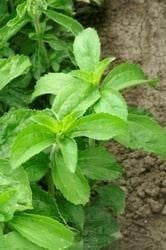 Stevia revaudiana - Sweet Herb Sugar Plant Seeds