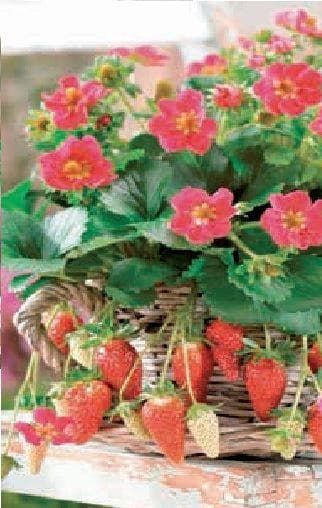 Strawberry Tristan Seeds