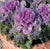Ornamental Brassica Northern Lights Fringed Mixed F1