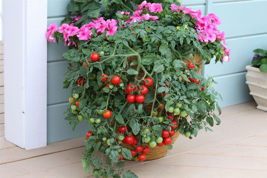 Tomato Tumbling Tom Red Seeds