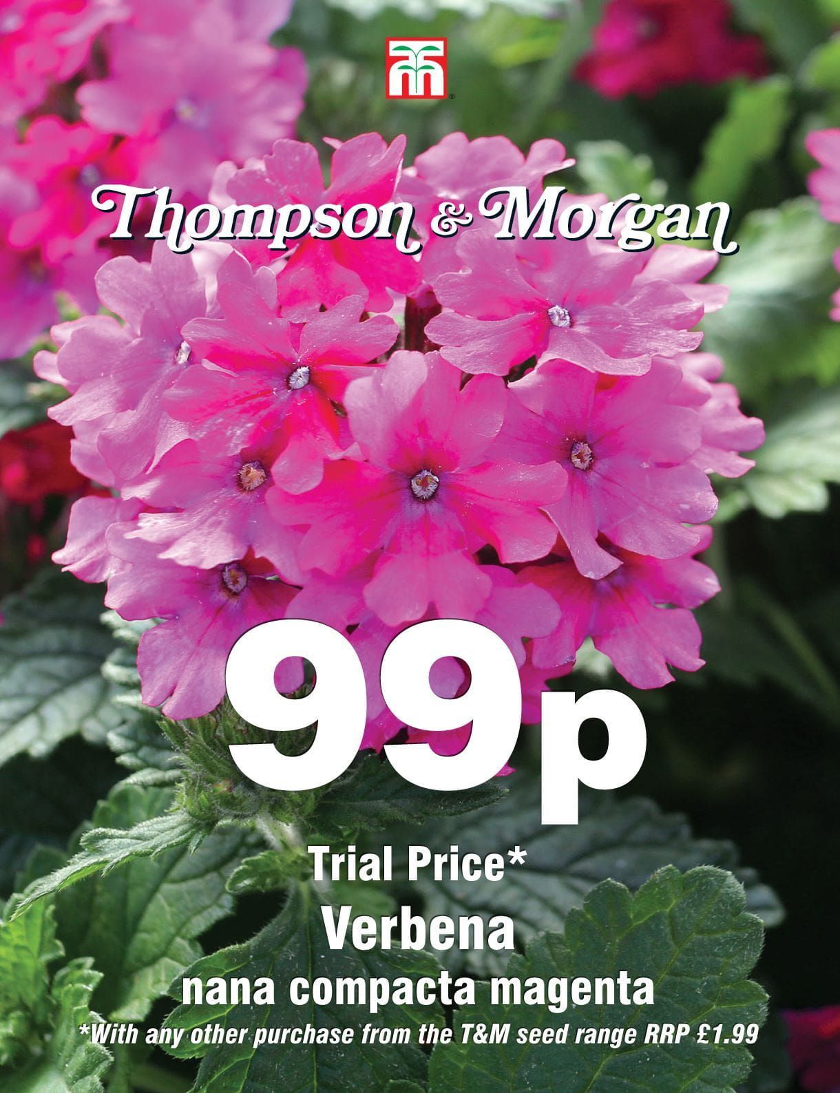 Thompson & Morgan - 99p Flower - Verbena nana compacta magenta - 60 Seeds
