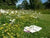 Wild Flower Meadow Mixture Lawns