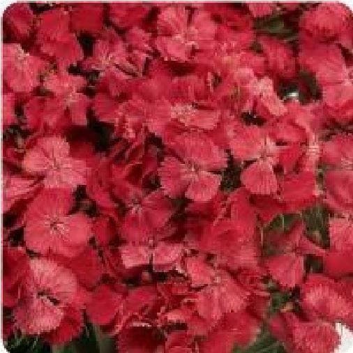 Sweet Wiliam Dianthus Sweet Coral F1 Seeds