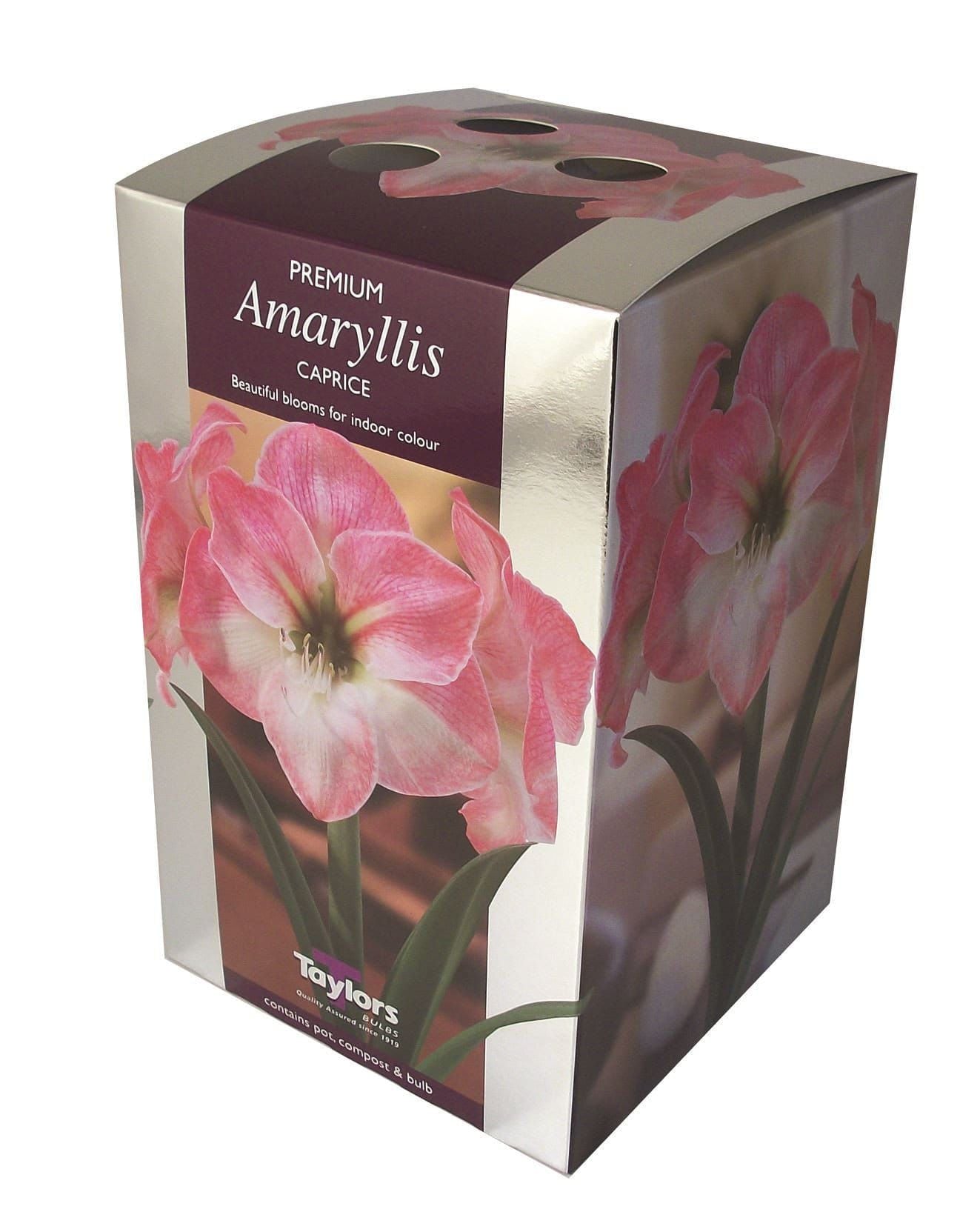 Taylors - Amaryllis Bulb Gift Pack - Caprice