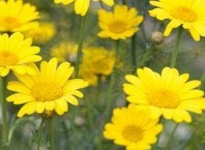 Wild Flower Dyers Chamomile - Anthemis tinctoria Seeds