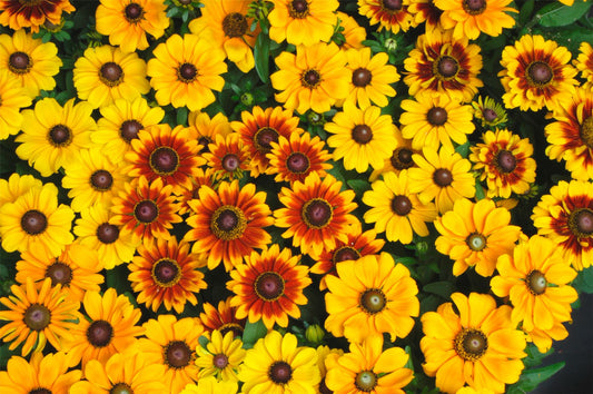 Rudbeckia - Toto Mix Seed