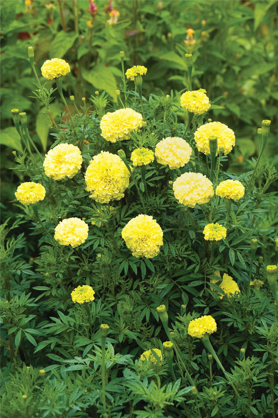 African Marigold Key Lime Seed