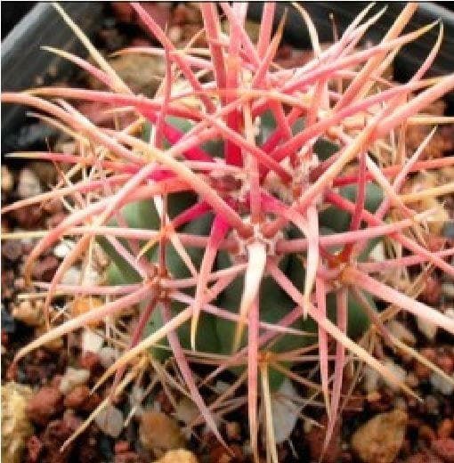 Cactus Ferocactus Acanthodes Seeds