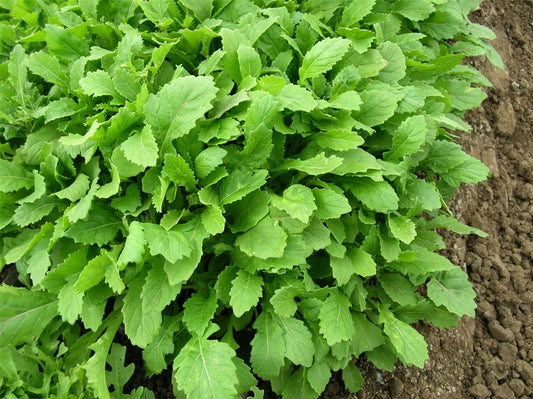 Salad - Rocket - Wasabi Seeds