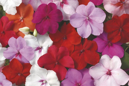 Impatiens Dezire F1 Hybrid Mix Seeds