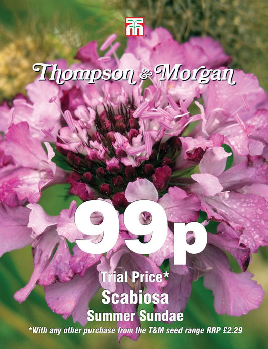 Thompson & Morgan - 99p Flower - Scabiosa - Summer Sundae - 40 Seeds